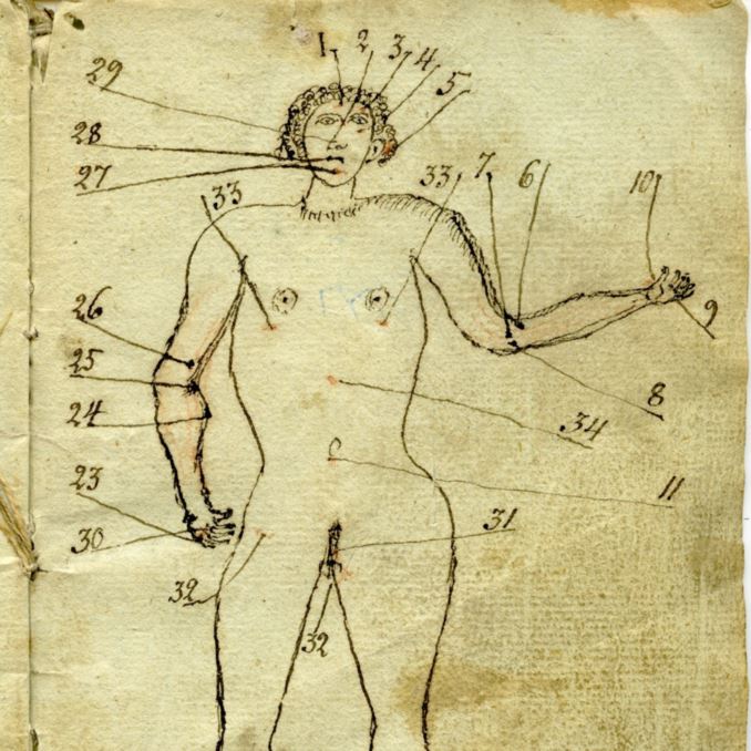 Teckning av en människokropp med olika delar av kroppen markerad med siffror, från 1 till 34.